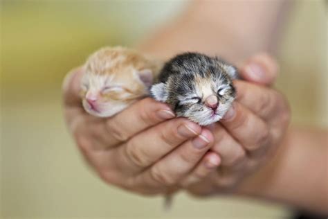 Baby Kitten .